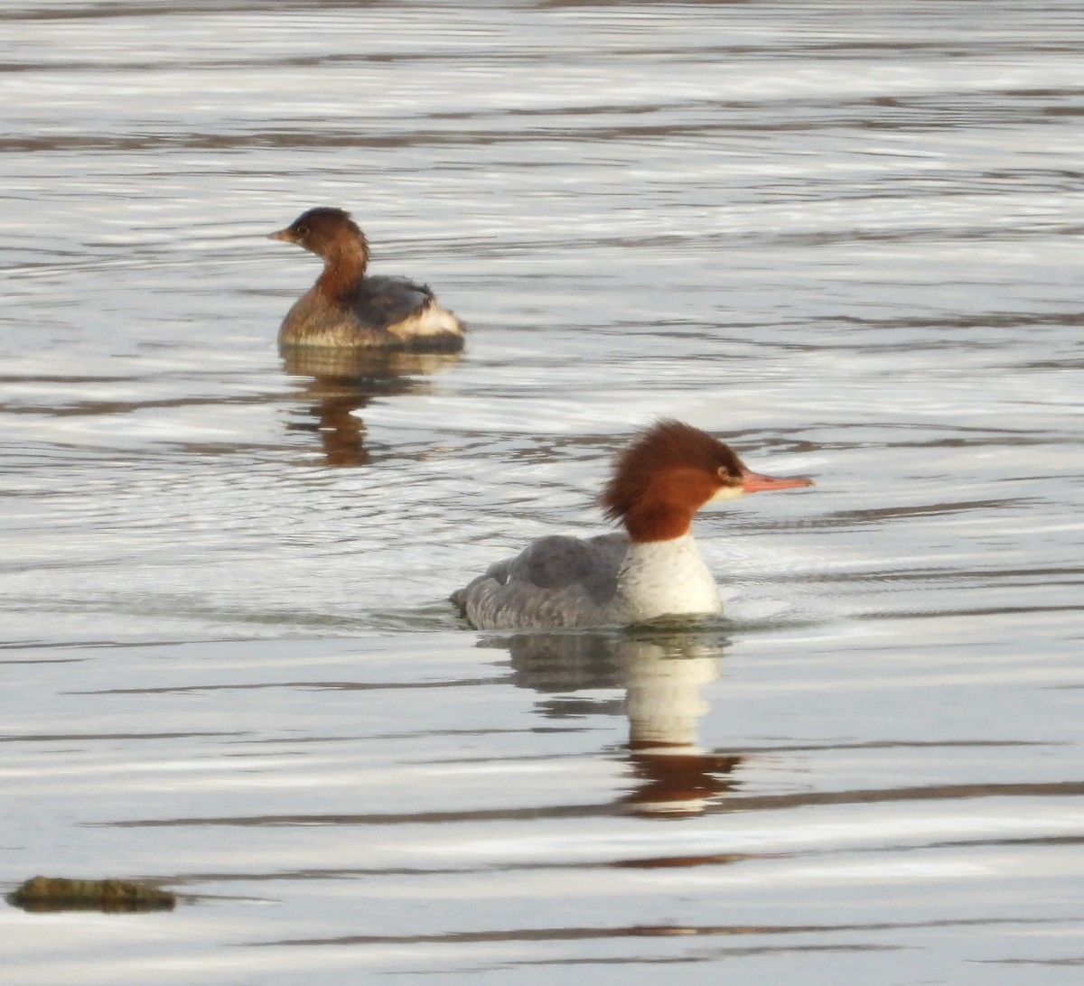 Common Merganser - ML646272668
