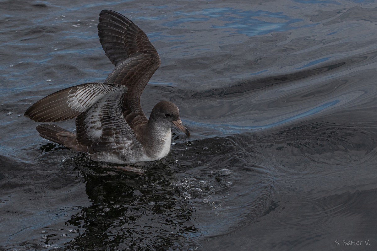 Pink-footed Shearwater - ML646272669