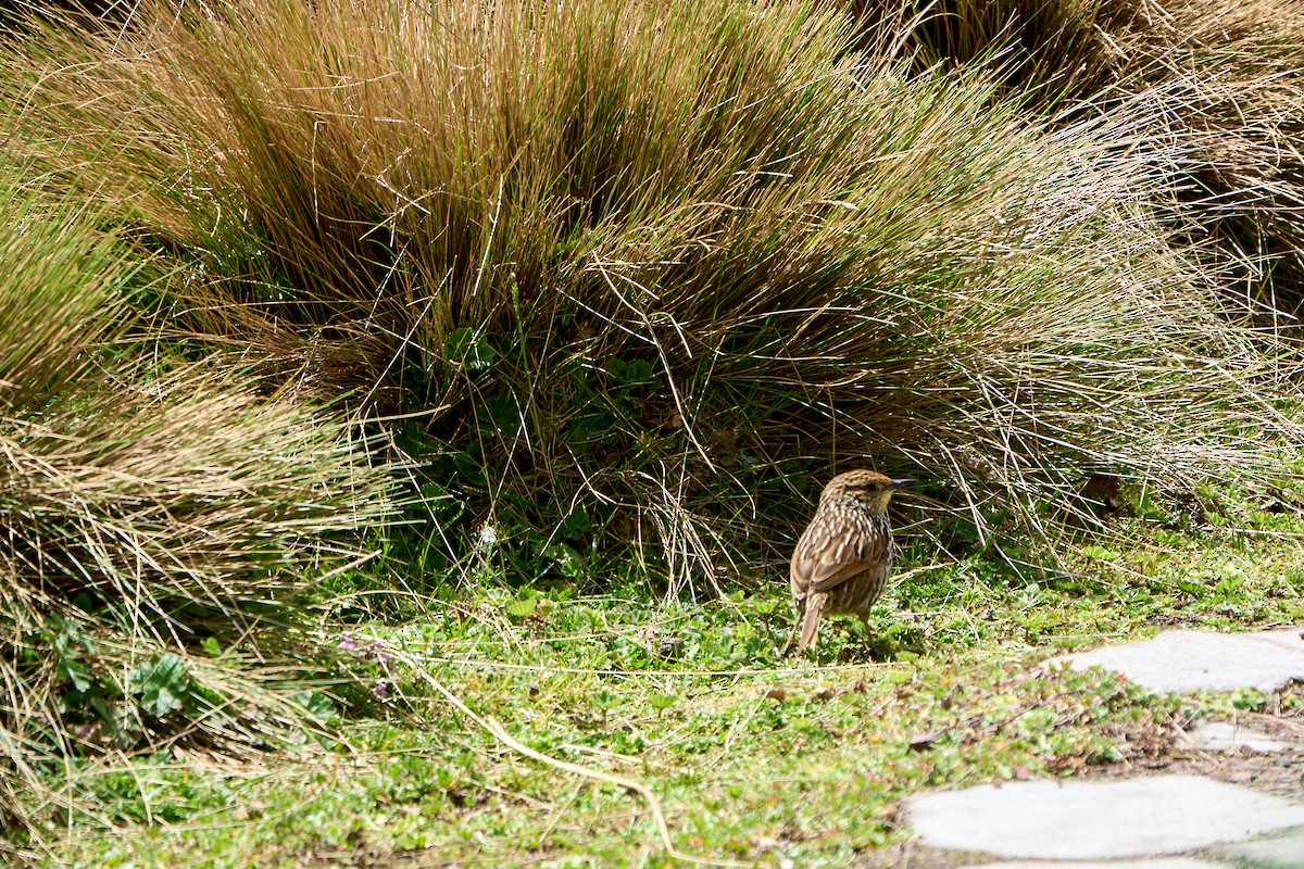 Many-striped Canastero - ML646272672