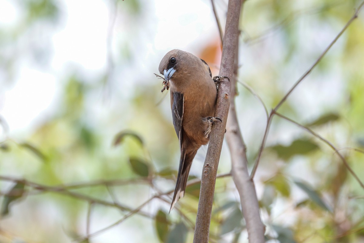 Dusky Woodswallow - ML646272675