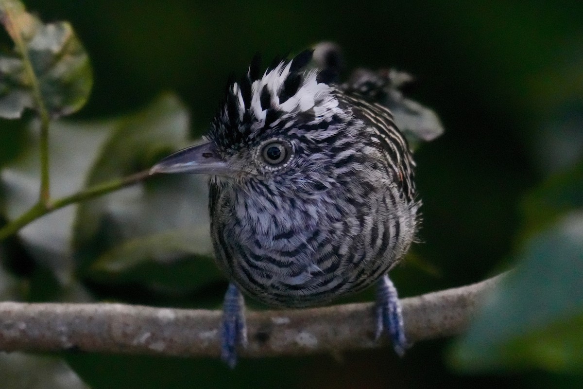 Batará Barrado - ML646272676