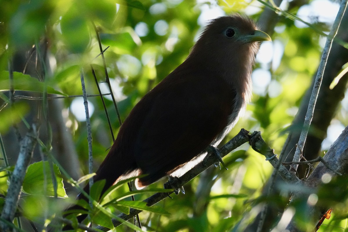 Common Squirrel-Cuckoo - ML646272692