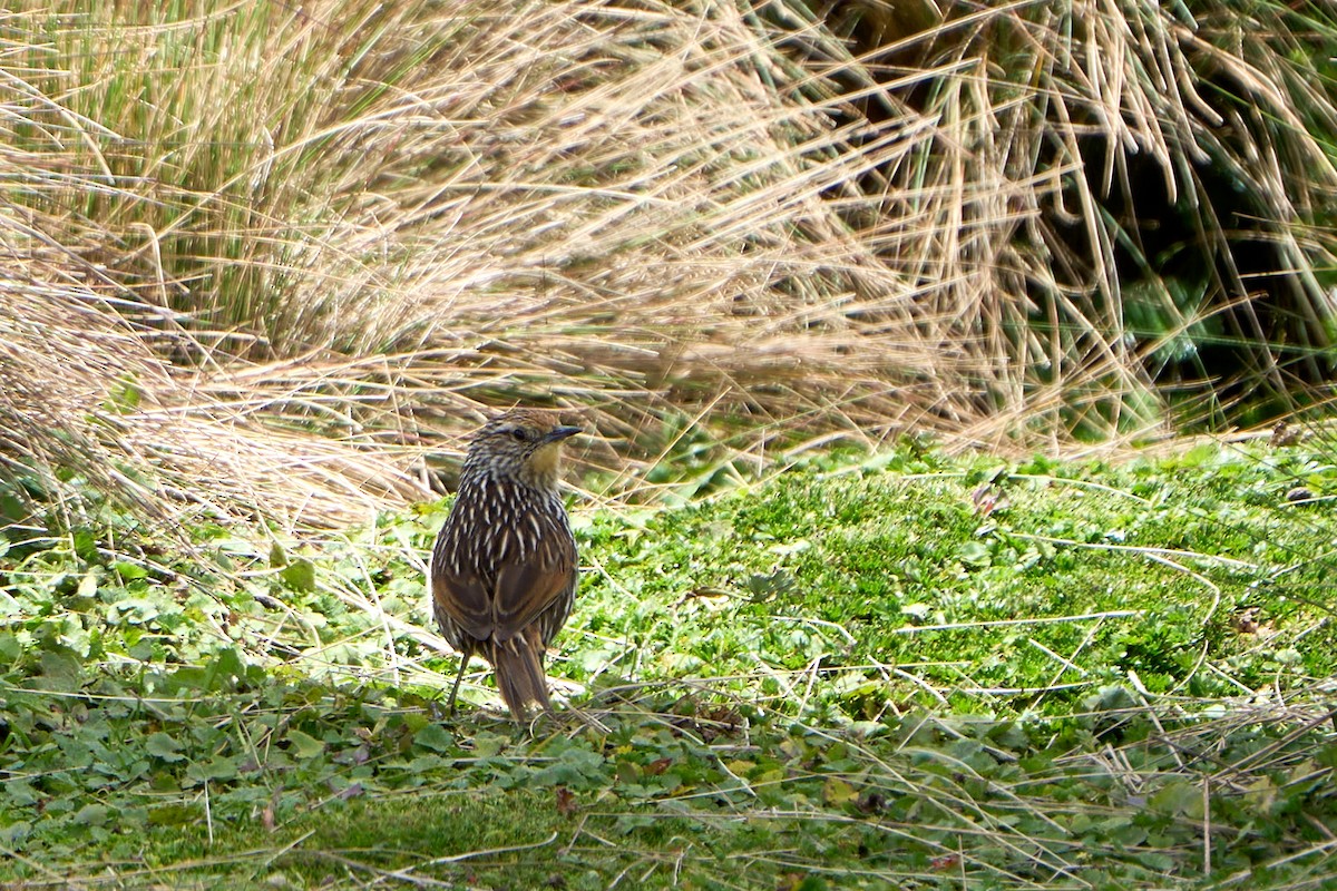 Many-striped Canastero - ML646272693