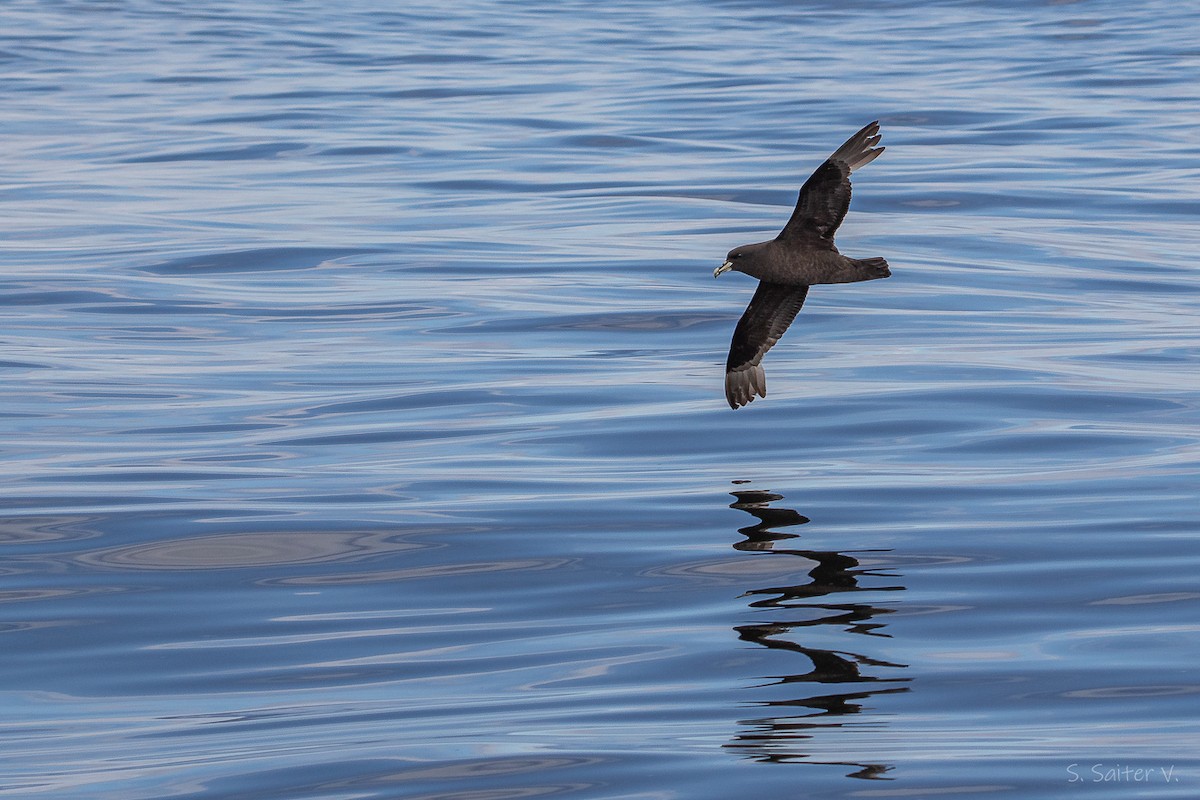 Beyaz Gıdılı Yelkovan - ML646272697