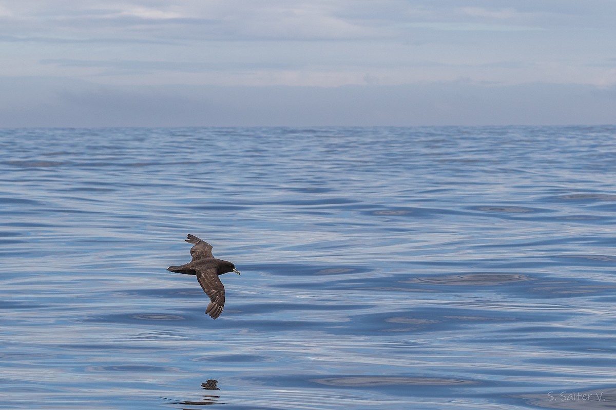 Beyaz Gıdılı Yelkovan - ML646272698