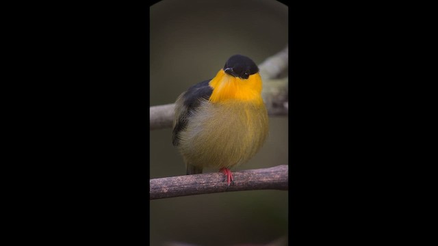 Golden-collared Manakin - ML646272699
