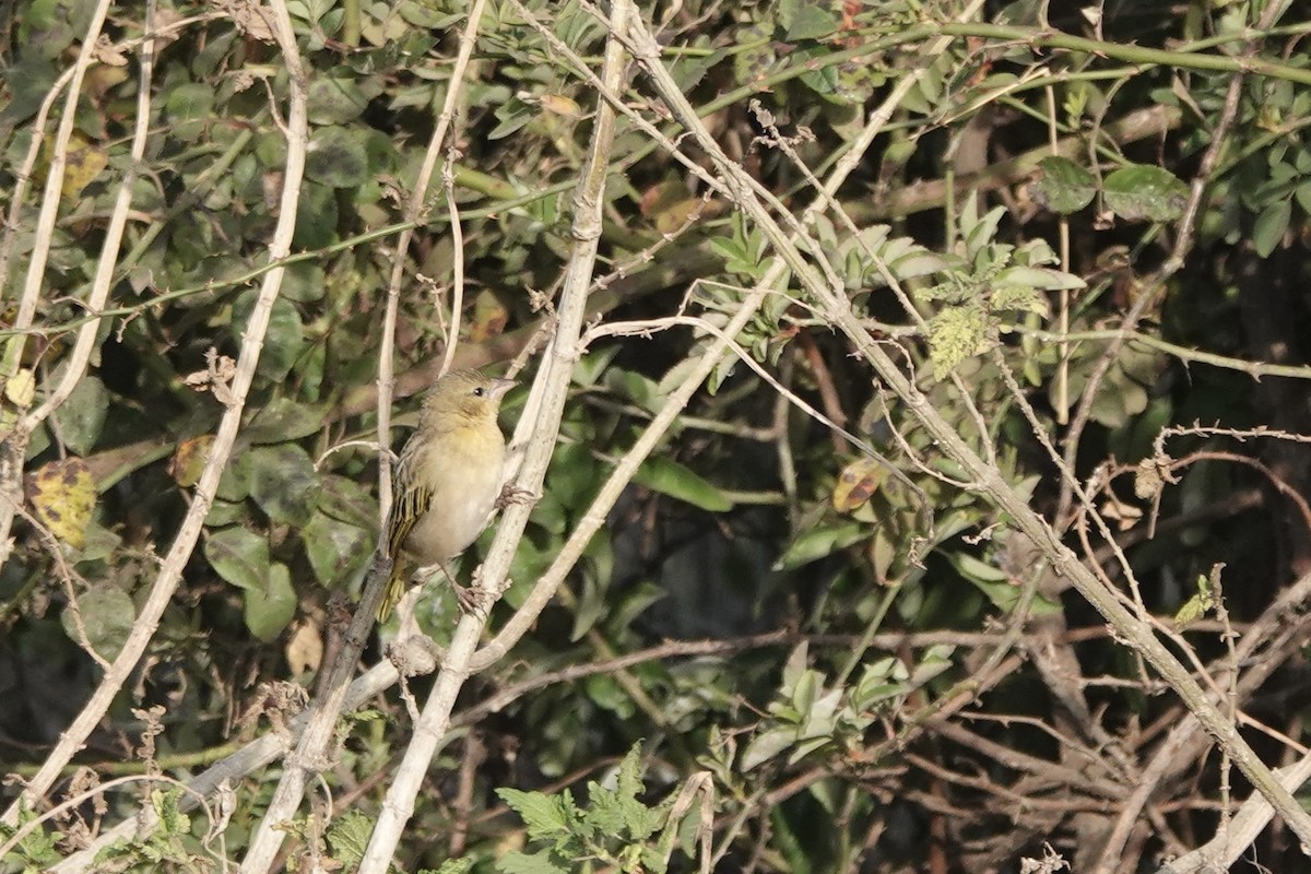 Rotscheitel-Zistensänger - ML646272701