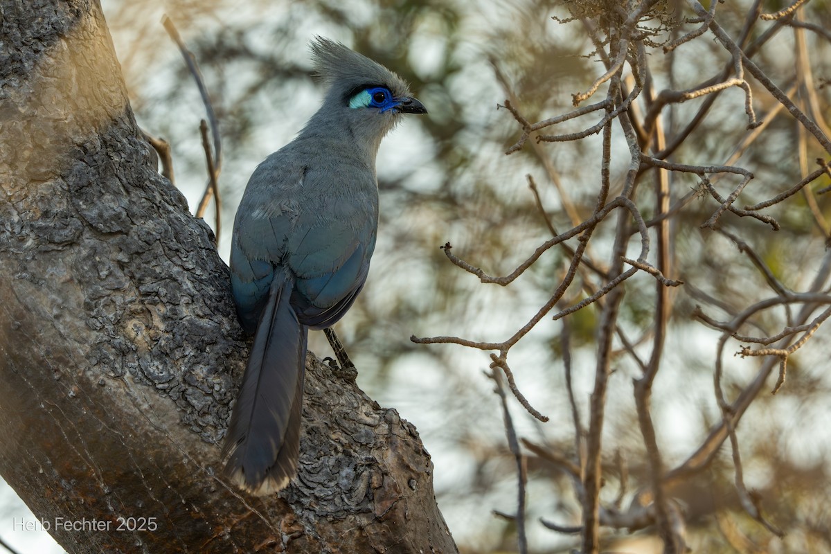 Tepeli Kua - ML646272704