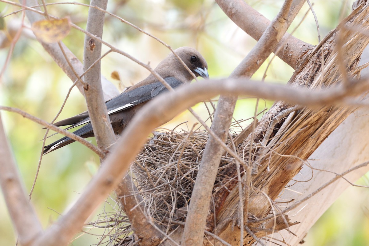 Dusky Woodswallow - ML646272708