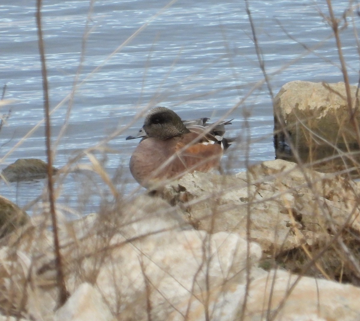 Fischione americano - ML646272711