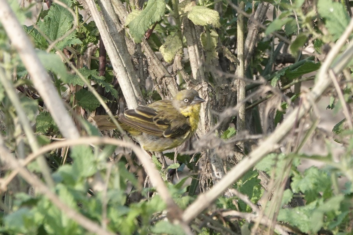 Tejedor Baglafecht - ML646272715