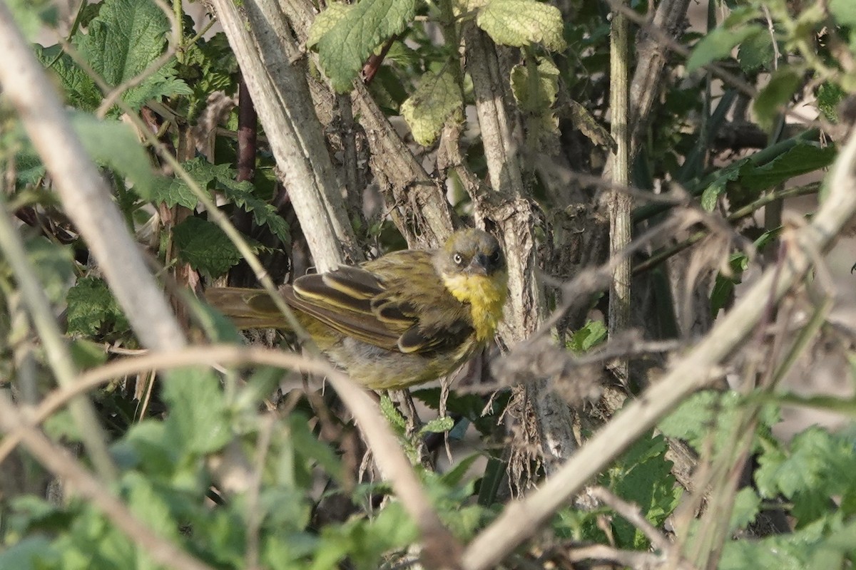 Tejedor Baglafecht - ML646272718