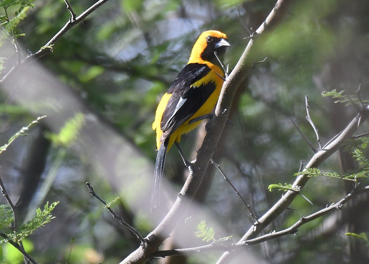 White-edged Oriole - ML646272719
