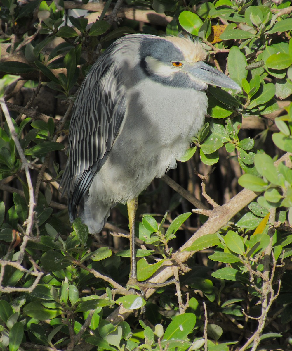 Yellow-crowned Night Heron - ML646272720