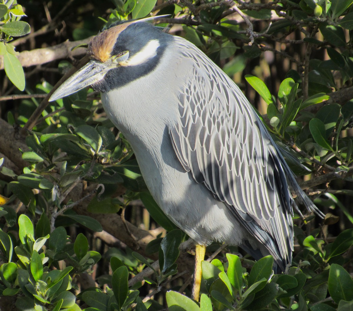 Yellow-crowned Night Heron - ML646272721