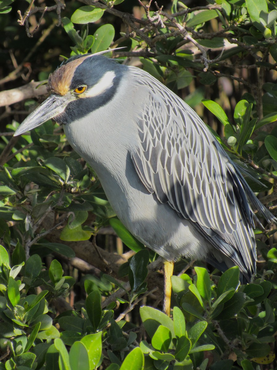 Yellow-crowned Night Heron - ML646272722