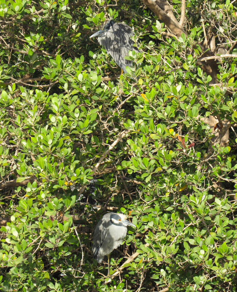 Yellow-crowned Night Heron - ML646272723