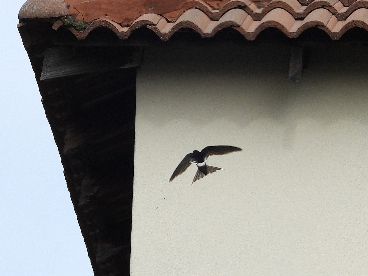 White-rumped Swift - ML646272737