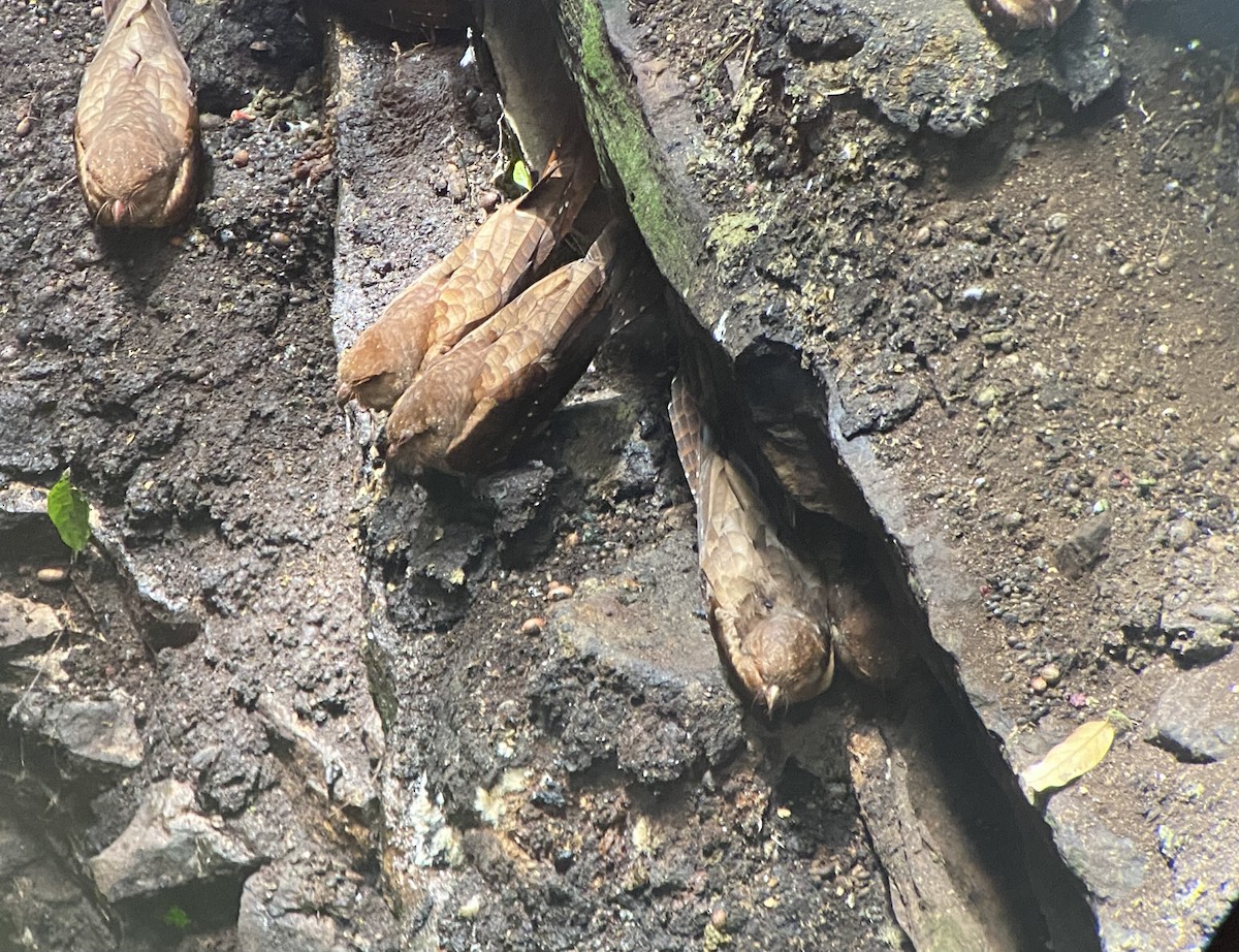 Guácharo - ML646272740