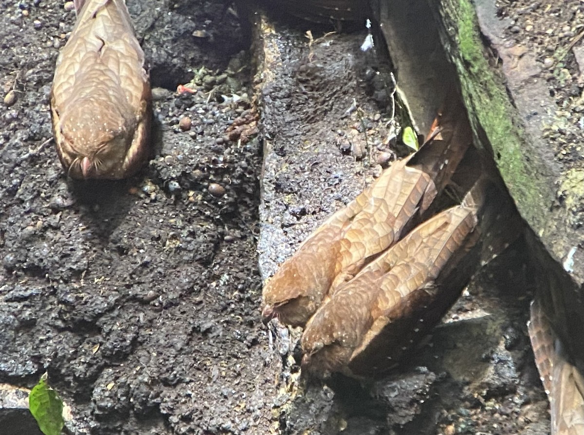 gvačaro jeskynní - ML646272741