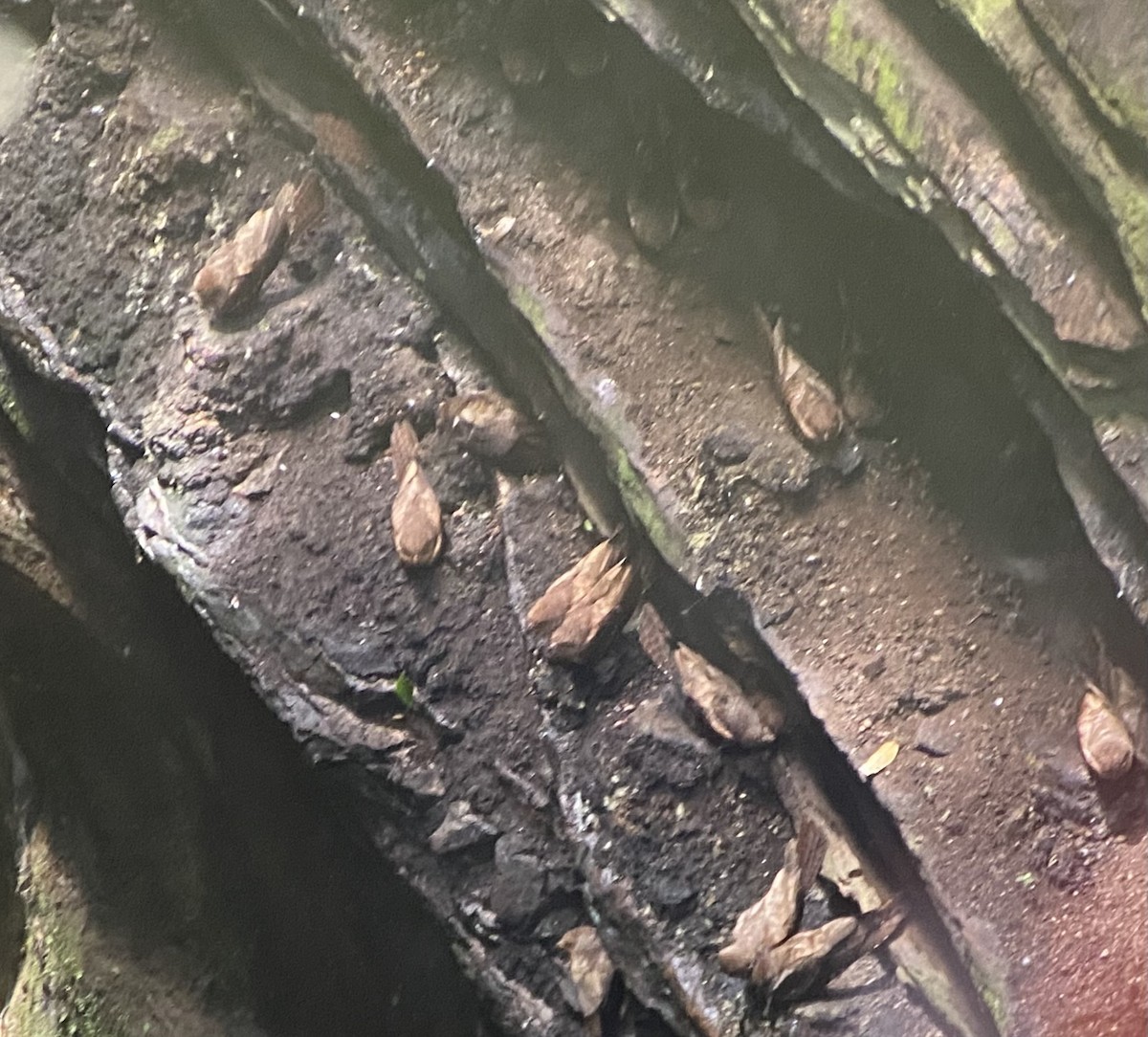 gvačaro jeskynní - ML646272742