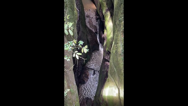 Oilbird - ML646272745