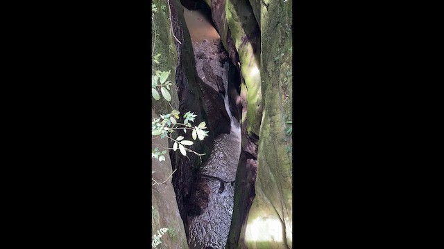 Oilbird - ML646272748