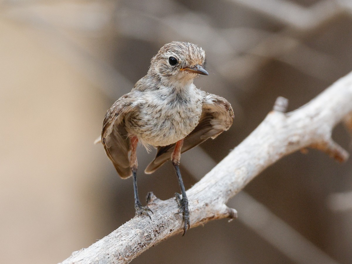 Red-capped Robin - ML646272749