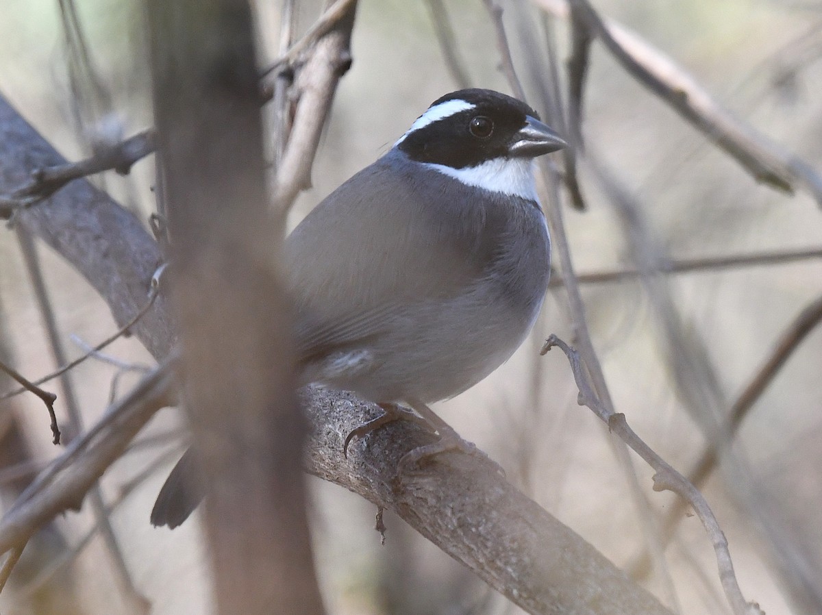 Black-capped Sparrow - ML646272758