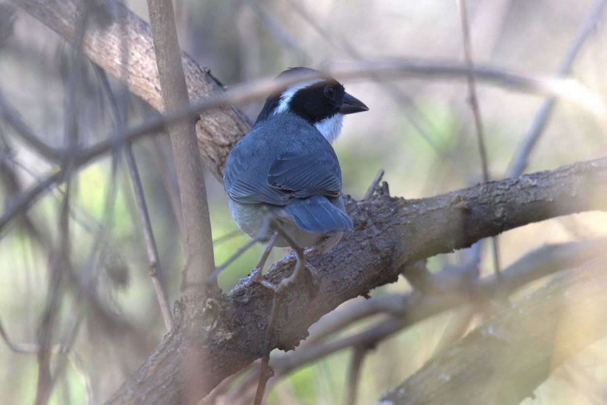 Black-capped Sparrow - ML646272759