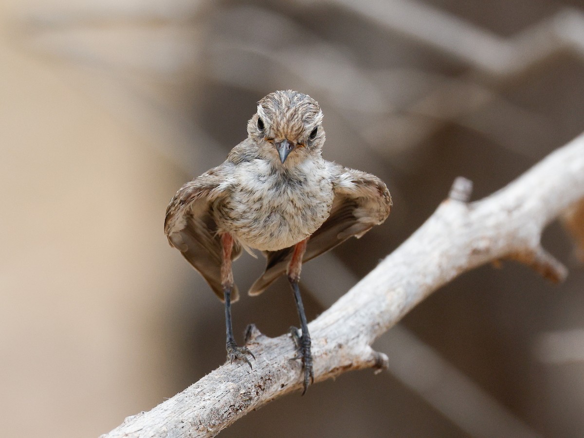 Red-capped Robin - ML646272760