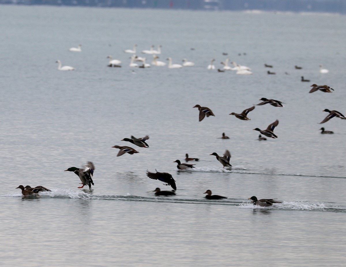 Mallard - ML646272761