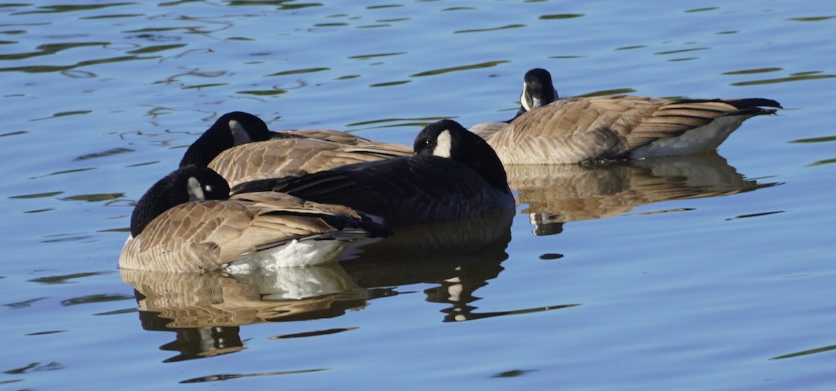 Canada Goose - ML646272766