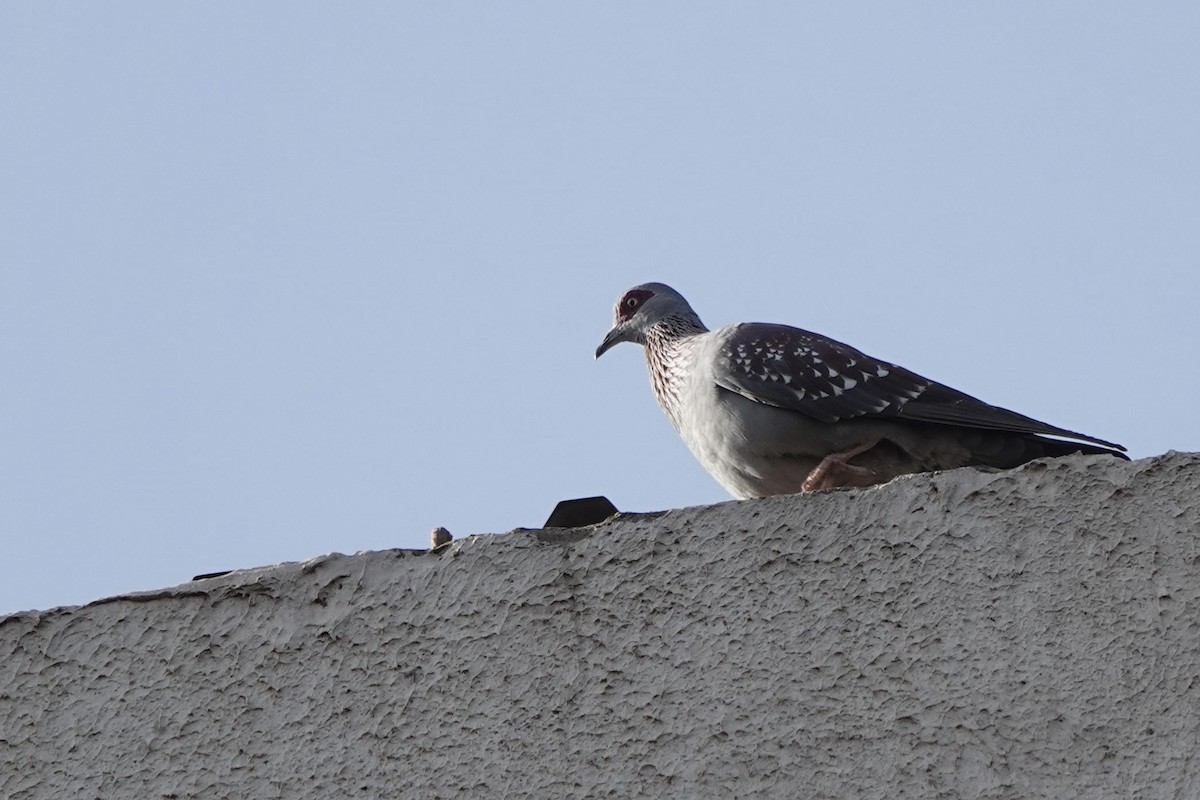 Speckled Pigeon - ML646272768