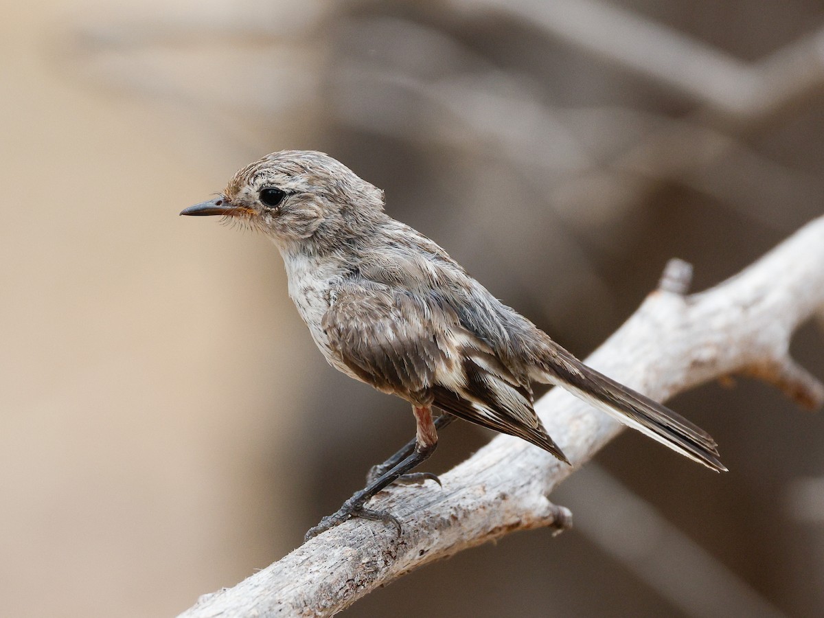 Red-capped Robin - ML646272771
