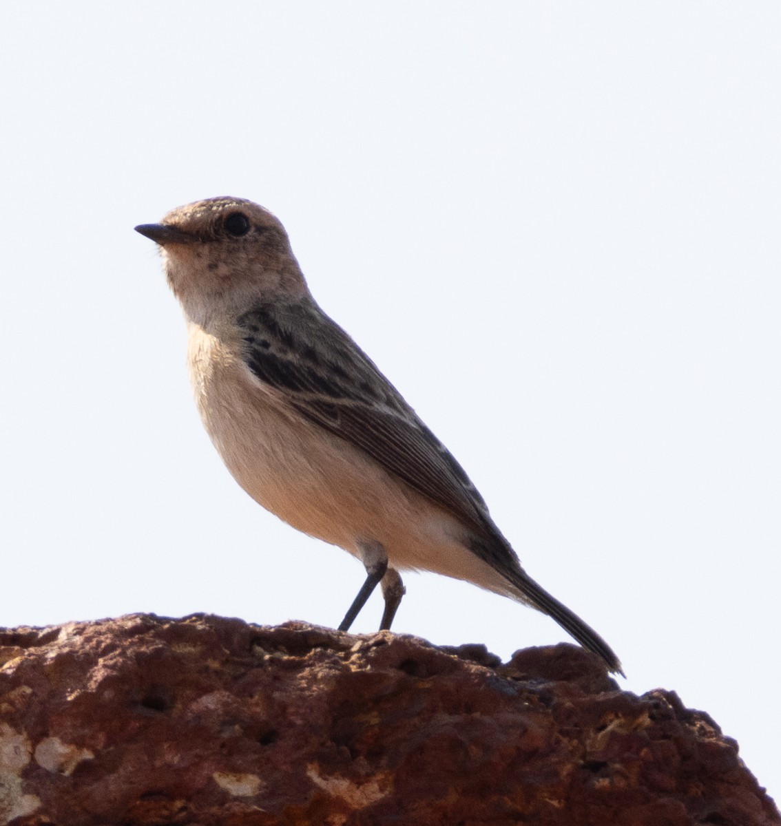 Siberian Stonechat - ML646272773