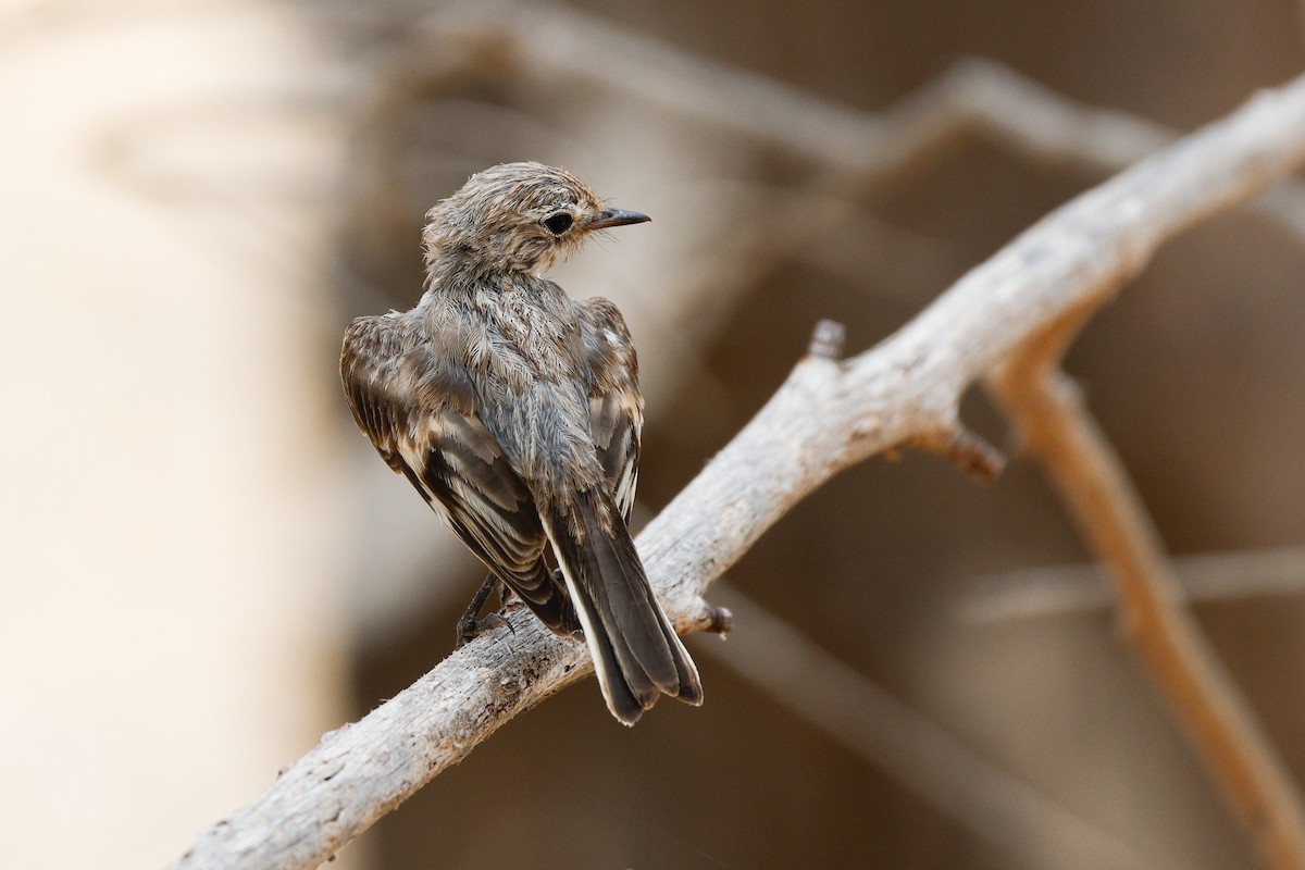 Red-capped Robin - ML646272775