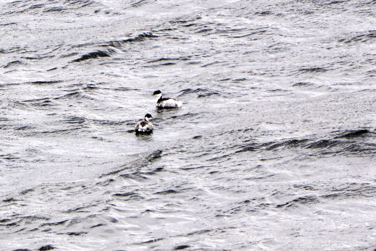 Silvery Grebe - ML646272794