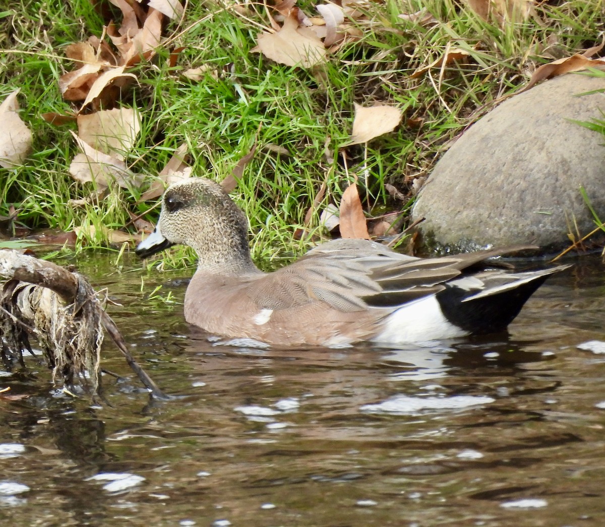 Fischione americano - ML646272806