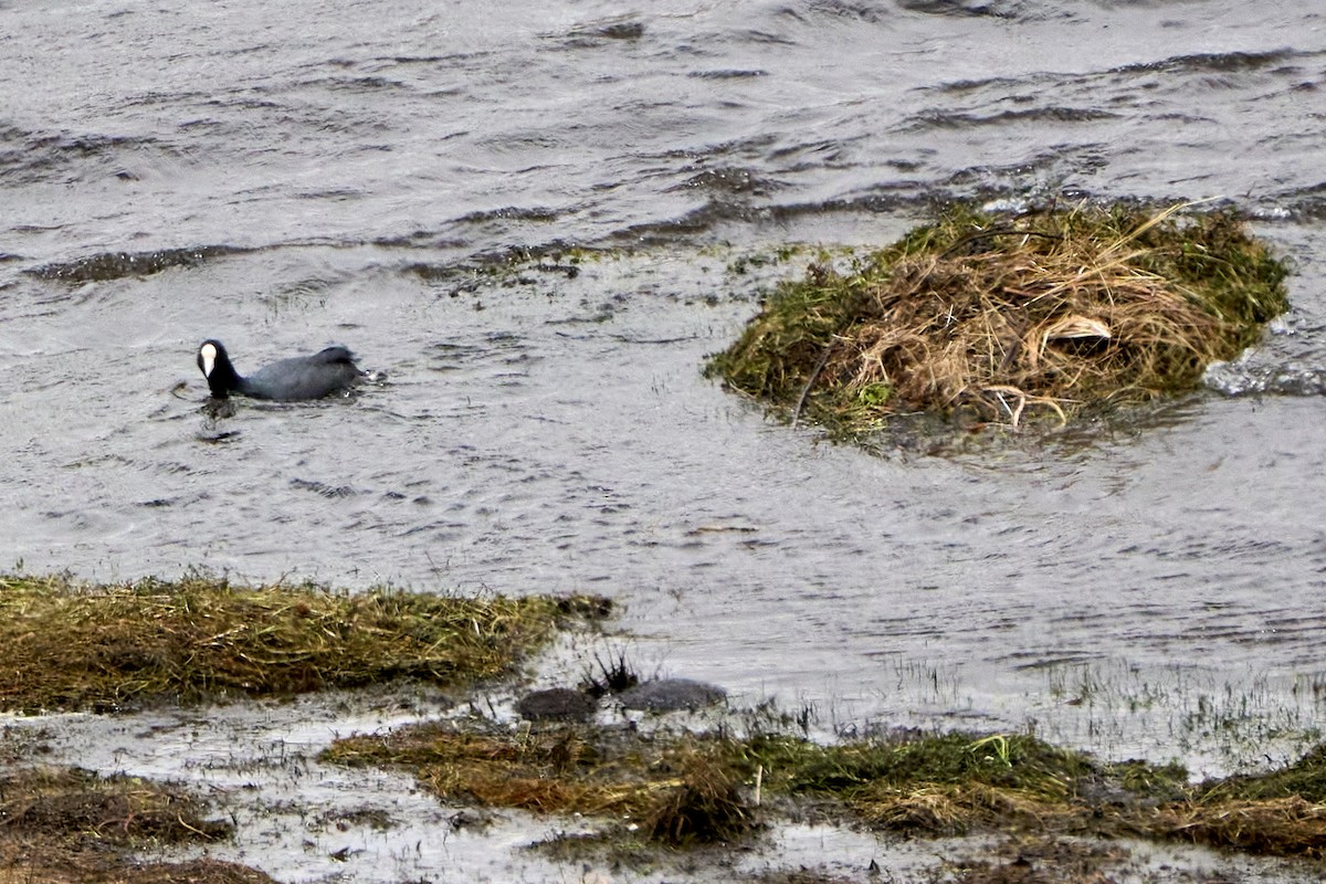 Slate-colored Coot - ML646272811