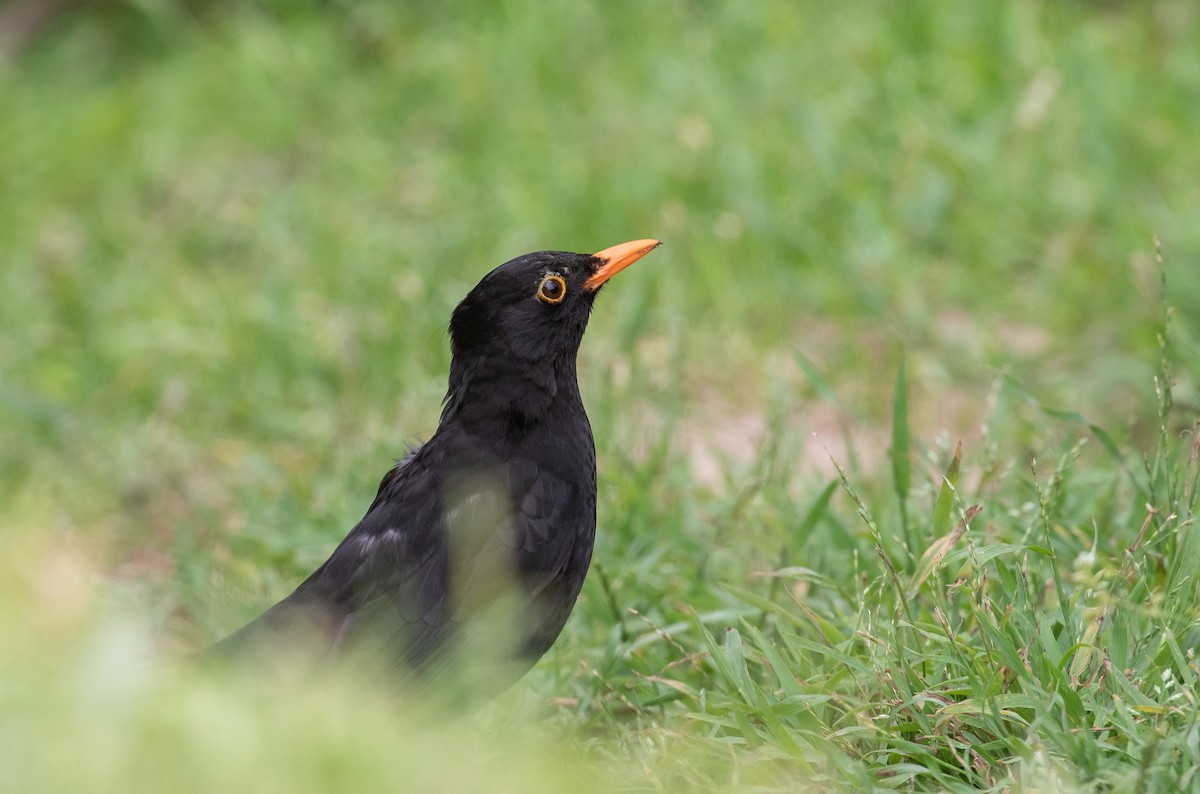 Mirlo Común - ML646272816