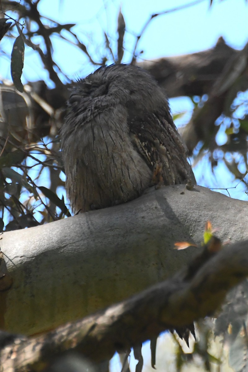 Podargo Australiano - ML646272823