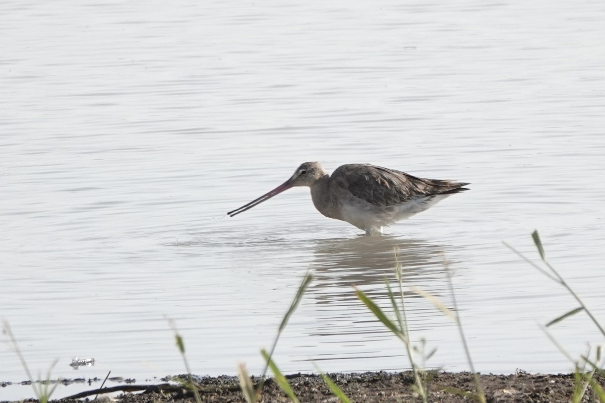 Aguja Colinegra - ML646272825