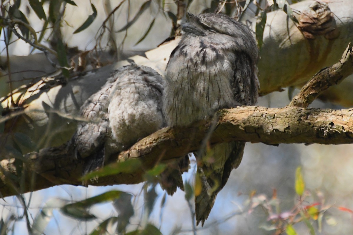 Podargo Australiano - ML646272827