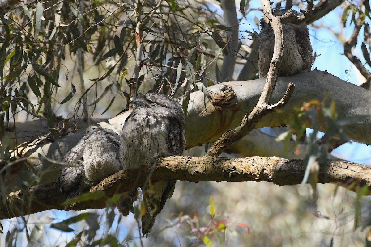 Podargo Australiano - ML646272829