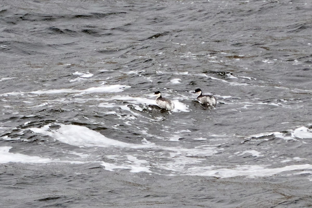 Zampullín Plateado - ML646272830