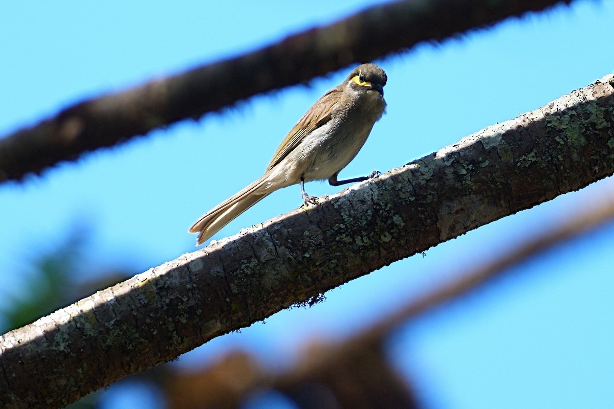 Mielero Carigualdo - ML646272831