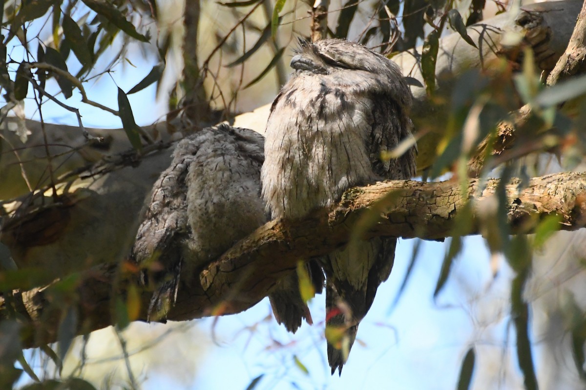 Podargo Australiano - ML646272832