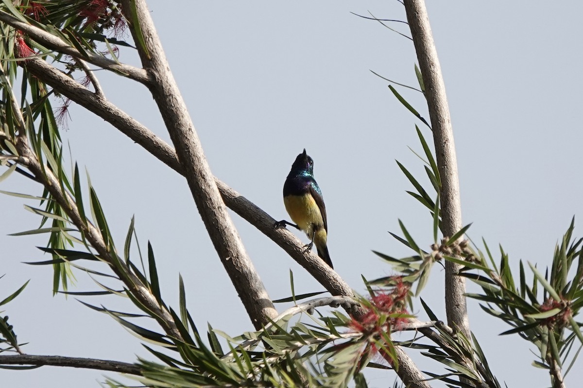 Suimanga Variable - ML646272833