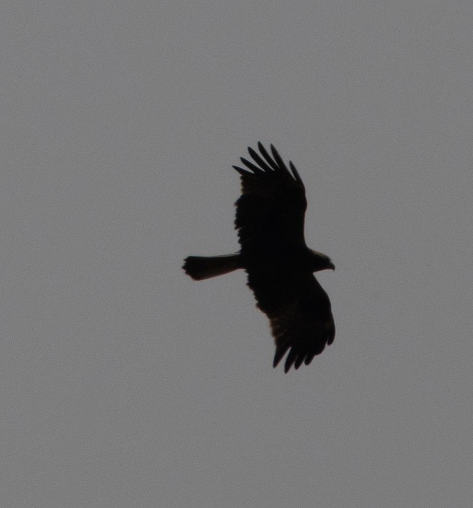 Águila Calzada - ML646272834